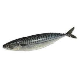 Mackerel (Maquereau) 20 kg (300-800g)